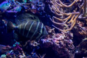 Cara Memilih Pembersih Akuarium yang Tepat untuk Kesihatan Ikan Hiasan