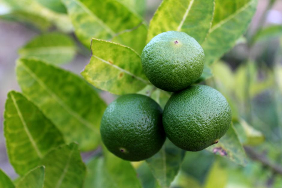 Cara Mencegah Pokok Limau Gugur Putik dan Buah Muda di Rumah