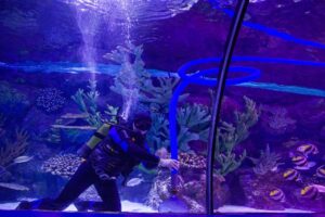 Cara Menjaga Kualiti Air Akuarium Ikan Hiasan dengan Berkesan