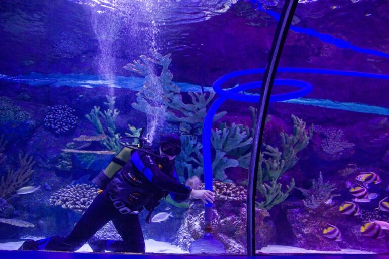 Cara Menjaga Kualiti Air Akuarium Ikan Hiasan dengan Berkesan