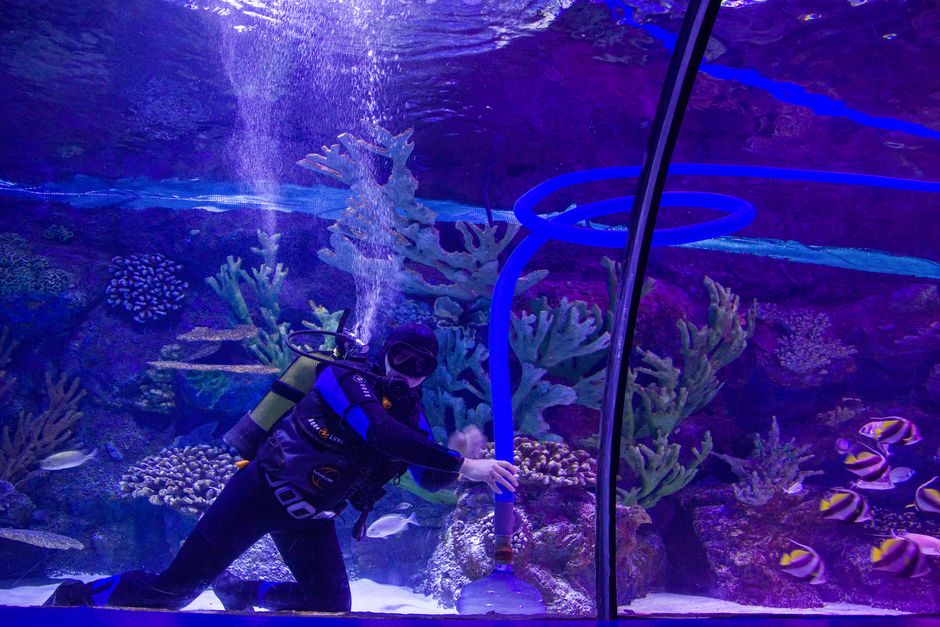 Cara Menjaga Kualiti Air Akuarium Ikan Hiasan dengan Berkesan