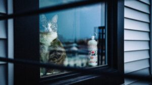 Cara Menyesuaikan Kucing Baru di Rumah agar Cepat Mesra dan Selesa