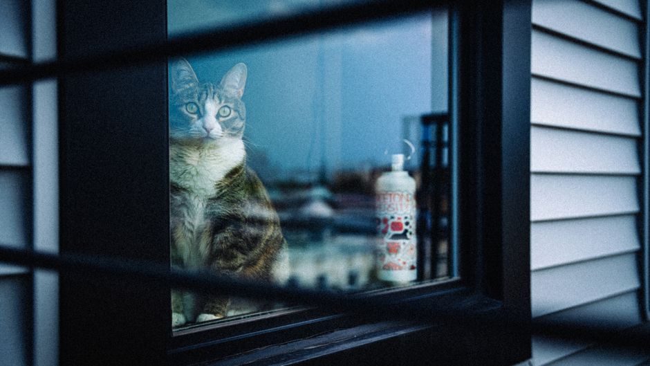 Cara Menyesuaikan Kucing Baru di Rumah agar Cepat Mesra dan Selesa
