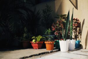 Cara Penjagaan Asas Tanaman Rumah Menggunakan Produk BABA Gardening Malaysia