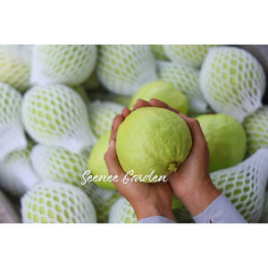 Fresh Guava Lohan Fruit From Farm: Pilihan Buah Segar dan Rendah Gula