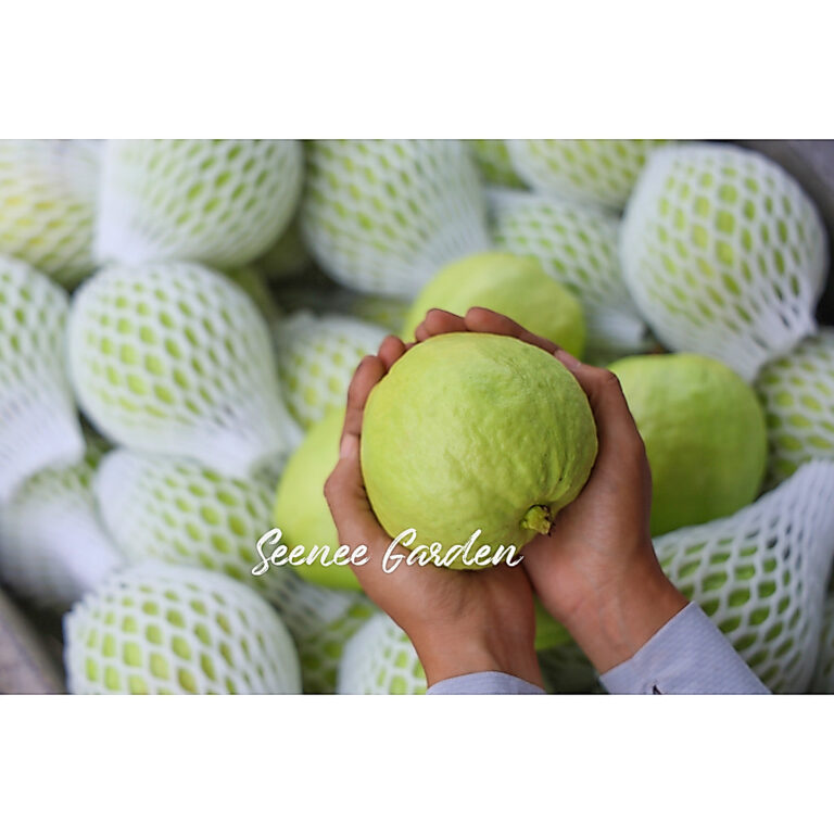 Fresh Guava Lohan Fruit From Farm: Pilihan Buah Segar dan Rendah Gula