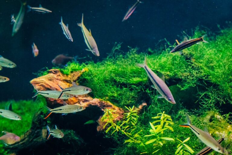 Ikan Hiasan Paling Mudah Dijaga untuk Pemula Akuarium