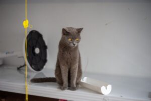 Kesilapan Lazim Menyimpan Pasir Kucing supaya Tahan Lebih Lama