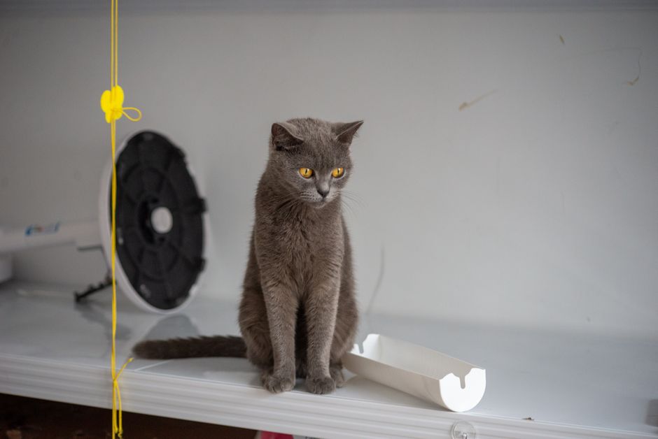 Kesilapan Lazim Menyimpan Pasir Kucing supaya Tahan Lebih Lama