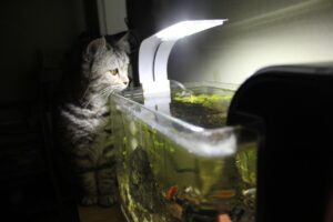 Memilih Lampu Akuarium yang Tepat untuk Kesihatan Ikan Hiasan