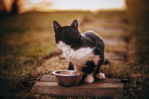 Memilih Makanan Kucing yang Tepat Mengikut Peringkat Umur