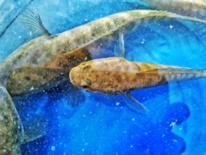 Panduan Memilih Makanan Ikan Hiasan yang Betul untuk Kesihatan Akuarium