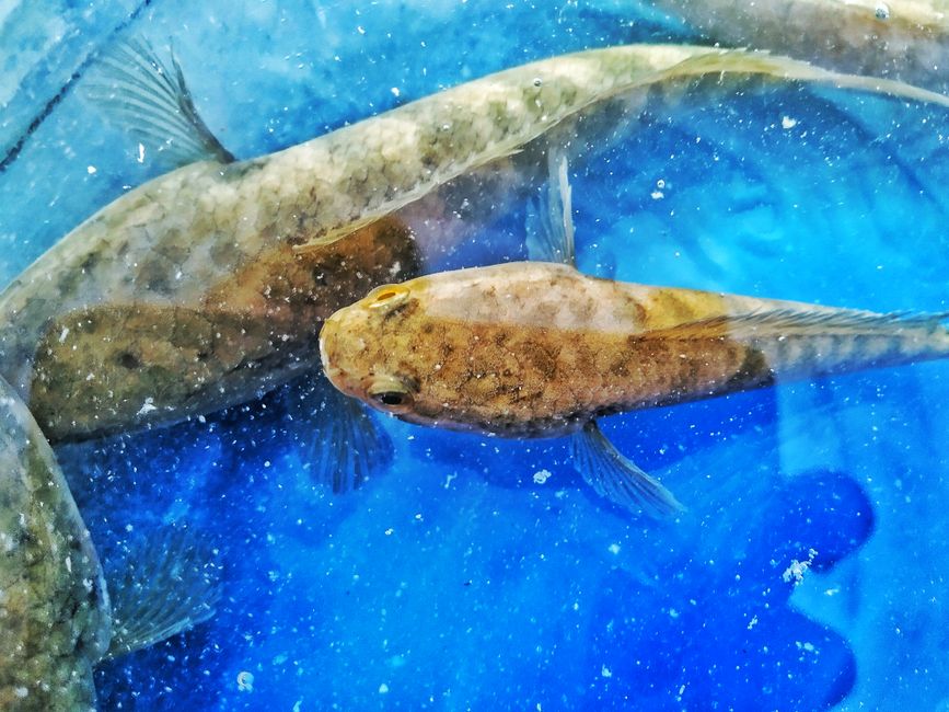 Panduan Memilih Makanan Ikan Hiasan yang Betul untuk Kesihatan Akuarium