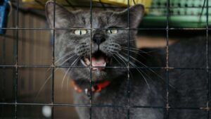 Panduan Menggunakan PetFinder.my untuk Mencari dan Menyelamatkan Haiwan Peliharaan