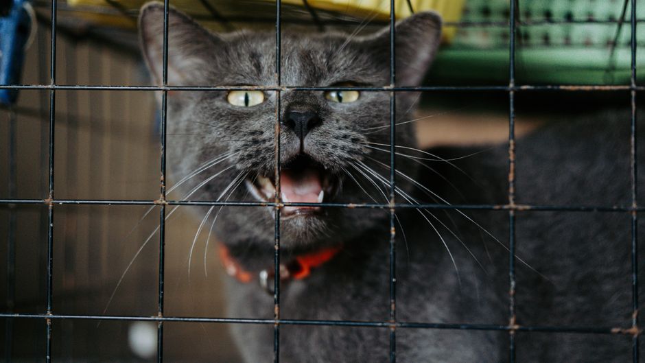 Panduan Menggunakan PetFinder.my untuk Mencari dan Menyelamatkan Haiwan Peliharaan