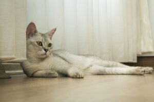Panduan Menjaga Kucing dalam Rumah dengan Selesa