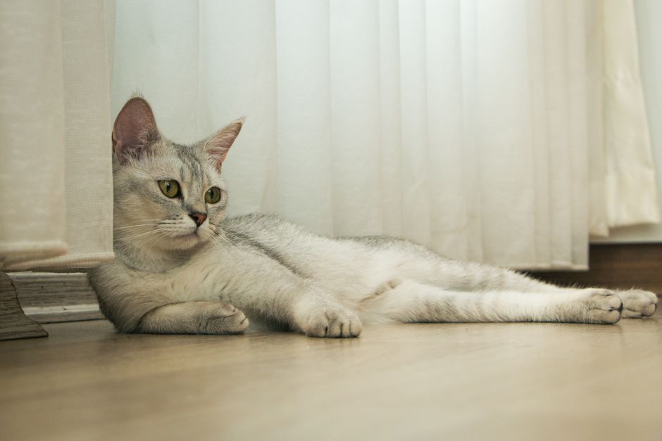 Panduan Menjaga Kucing dalam Rumah dengan Selesa