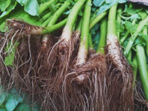 Panduan Mudah Tanam Pokok Kangkung Subur di Rumah