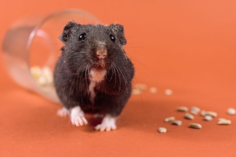 Panduan Penjagaan Hamster Peliharaan untuk Pemula di Malaysia