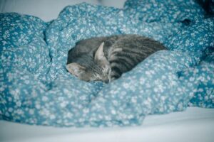 Panduan Pilih Tempat Tidur Kucing yang Sesuai untuk Keselesaan Haiwan Peliharaan