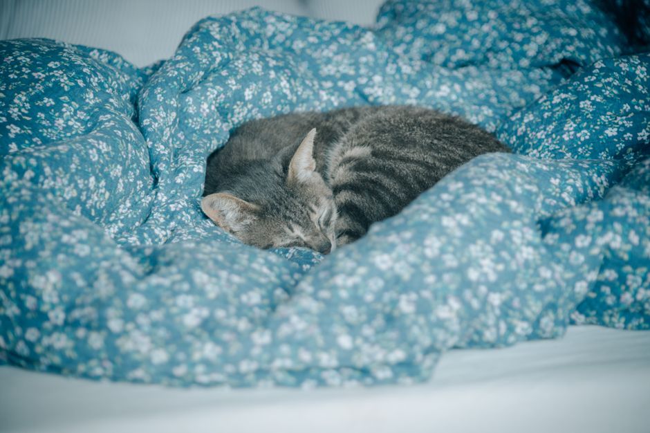 Panduan Pilih Tempat Tidur Kucing yang Sesuai untuk Keselesaan Haiwan Peliharaan