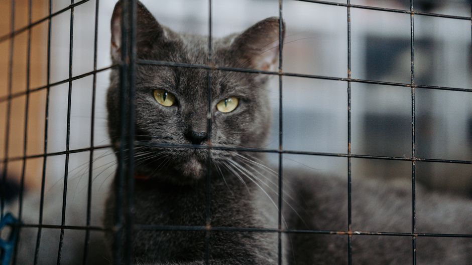 Pemilihan Sangkar Kucing yang Tepat Mengikut Ruang dan Gaya Hidup