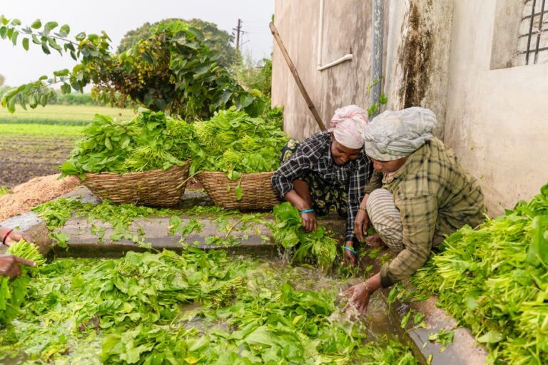 Baja Organik untuk Pokok Bayam: Pilihan Terbaik bagi Daun Subur dan Sihat