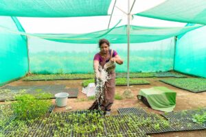 Cara Pilih dan Gunakan Jaring Teduhan Kebun untuk Tanaman Rumah