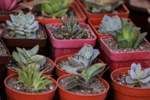 Horti Malaysia: Panduan Asas Penjagaan dan Pilihan Tanaman Rumah