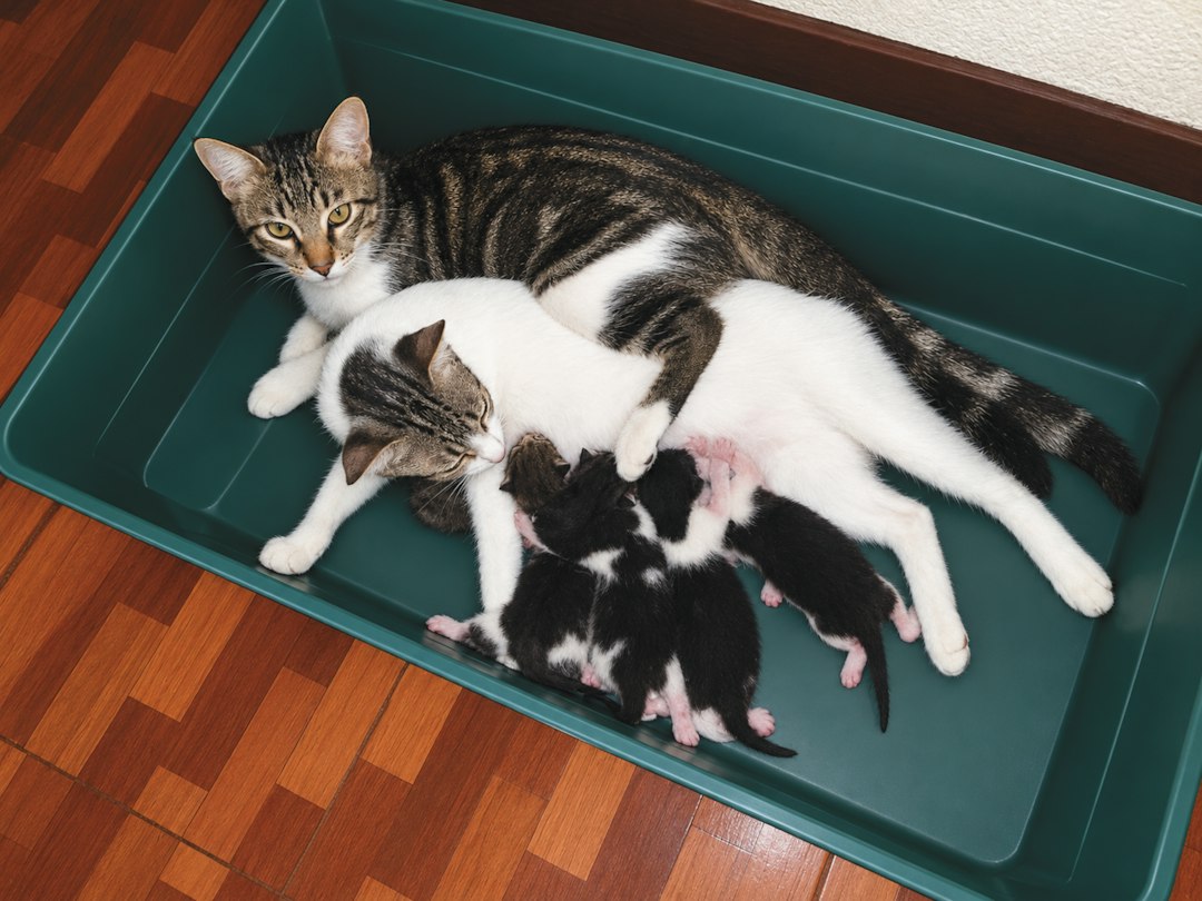 Jenis dan Rekaan Tandas Kucing untuk Keperluan Ruang Rumah Anda