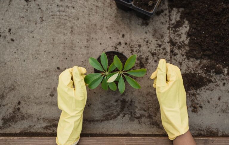 Kenapa Pokok Kurang Subur dan Cara Berkesan Memulihkannya di Rumah