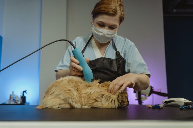 Kesihatan Bulu Kucing: Cara Kenal Pasti Masalah dan Penjagaan Harian