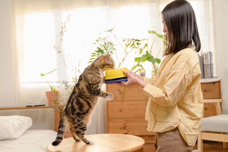 Kesilapan Lazim Menggunakan Mangkuk Makanan Kucing dan Kesannya pada Kesihatan
