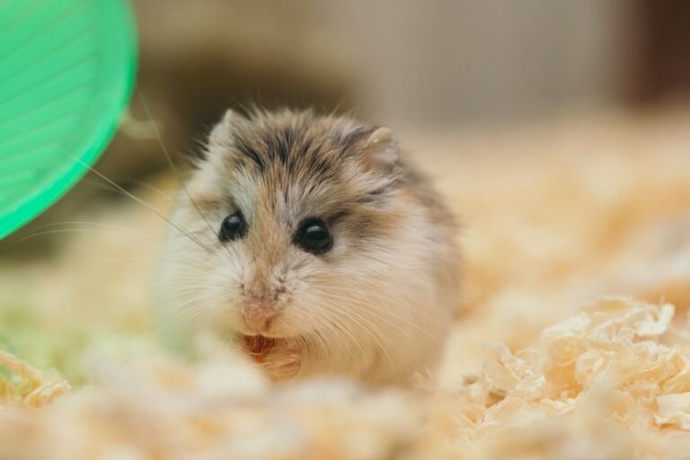 Kos Perubatan Hamster Peliharaan: Apa yang Pemula Perlu Tahu di Malaysia
