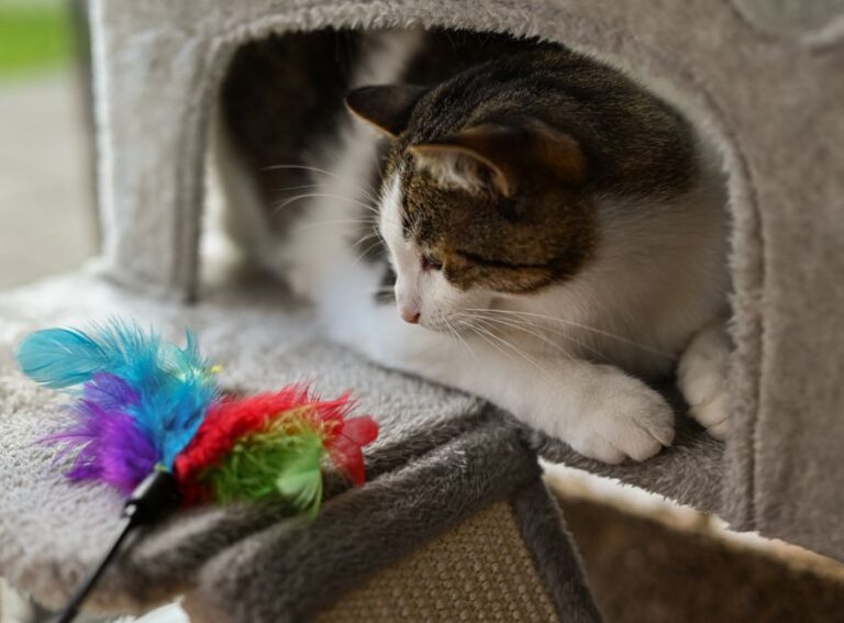 Memilih Mainan Kucing Berdasarkan Naluri Semula Jadi dan Personaliti