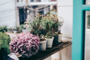 Memilih Produk BABA Gardening Malaysia yang Sesuai untuk Tanaman Rumah
