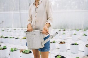 Memilih Varieti Pokok Kangkung yang Sesuai untuk Ruang Kediaman Sempit