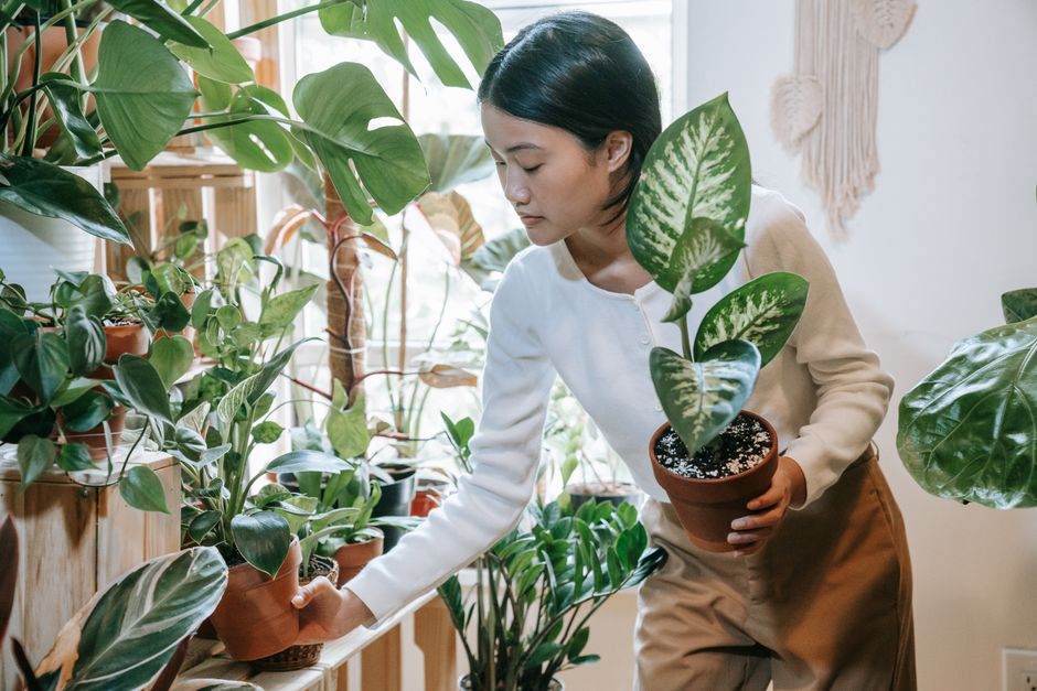 Mengenali AgroBuddy Malaysia dan Cara Membantu Pekebun Bandar