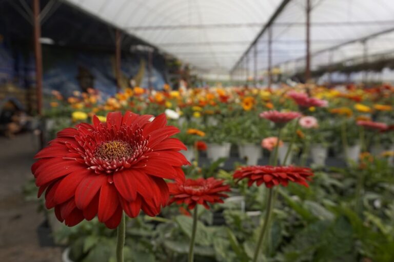 Panduan Berkunjung ke Berjaya Plant Nursery untuk Pencinta Tanaman di Malaysia