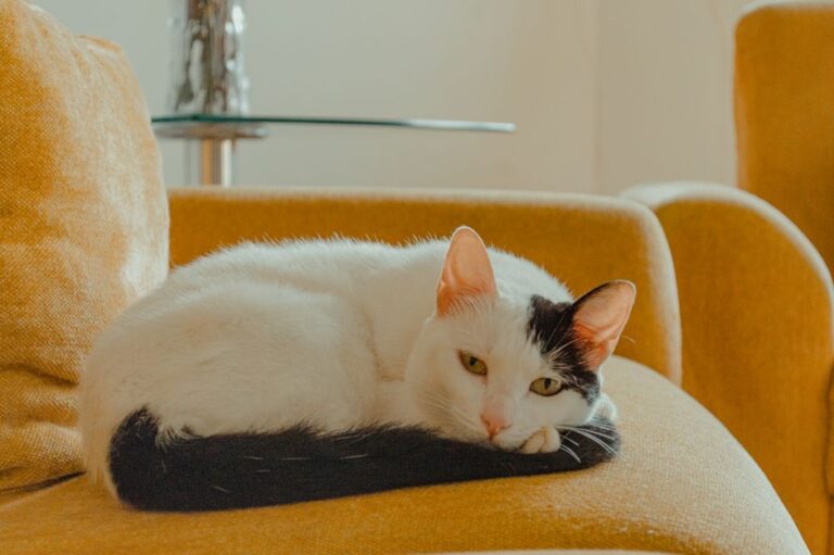 Panduan Lengkap Insurans Kucing Oyen Malaysia dan Cara Pilih Perlindungan Sesuai