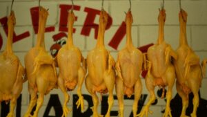 Panduan Memilih Ayam Segar Berkualiti di Pasar untuk Masakan Harian