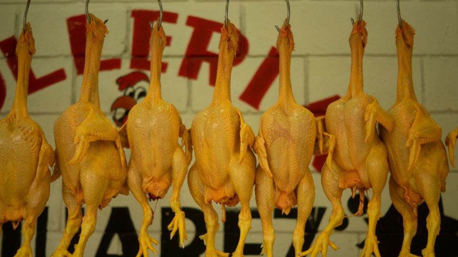 Panduan Memilih Ayam Segar Berkualiti di Pasar untuk Masakan Harian