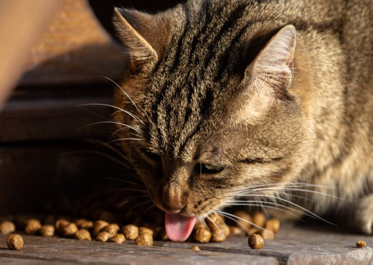 Panduan Memilih Makanan Kucing Royal Canin Mengikut Keperluan Spesifik di Malaysia
