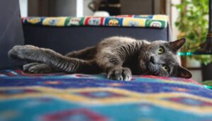 Panduan Mengawal Tingkah Laku Kucing dalam Rumah dengan Berkesan