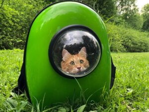 Panduan Pemilihan dan Penggunaan Carrier Kucing yang Selamat