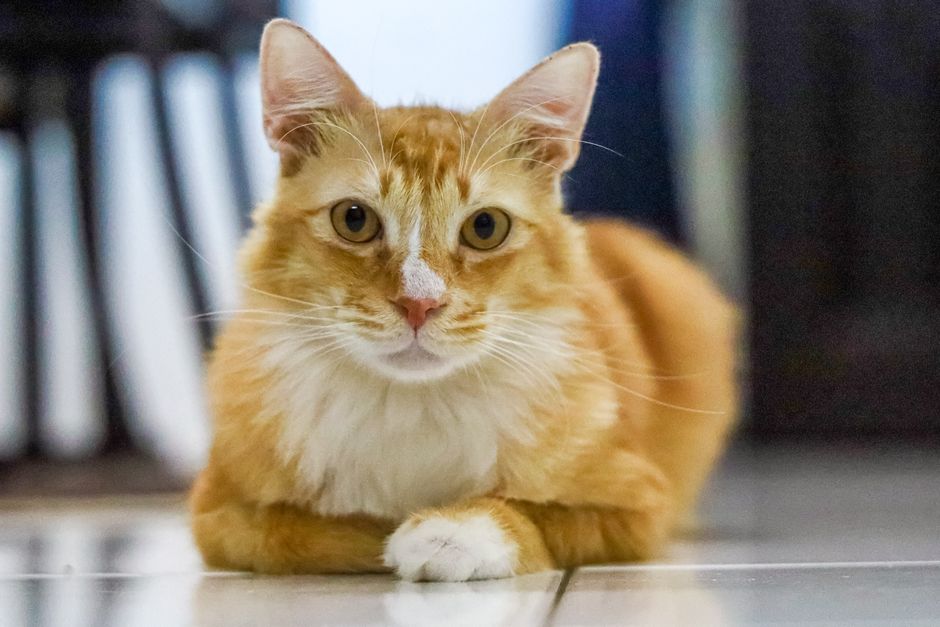Panduan Pemilihan Makanan Kucing Purina ONE Malaysia Sesuai Keperluan Haiwan Peliharaan