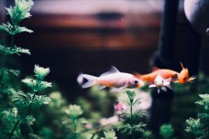 Panduan Penjagaan Ikan Hiasan untuk Pemula