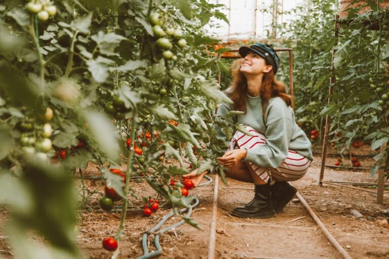 Panduan Penjagaan Pokok Tomato di Rumah supaya Berbuah Lebat
