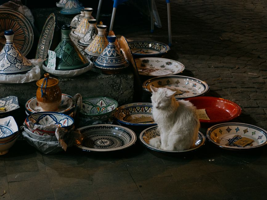 Panduan Praktikal Memilih Bekas Air Minum Kucing yang Selamat dan Sesuai