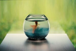 Pemilihan Jenis Ikan Hiasan untuk Akuarium Kecil di Ruang Tamu
